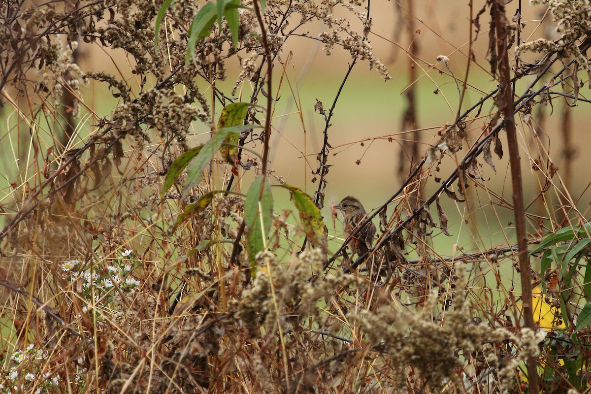 Swamp Sparrow - Raaj  Bora