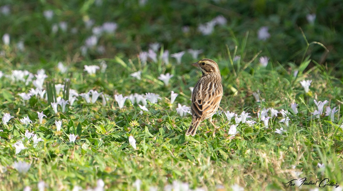 Savannah Sparrow - ML501372121