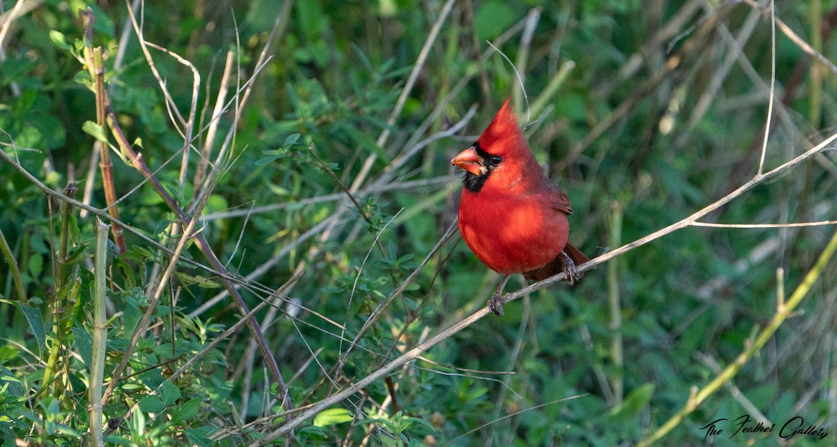 Cardinal rouge - ML501373631