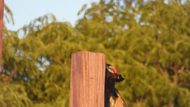 Cream-backed Woodpecker - ML501379251