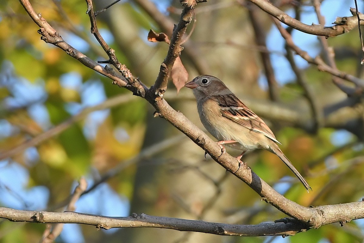 Field Sparrow - ML501382771