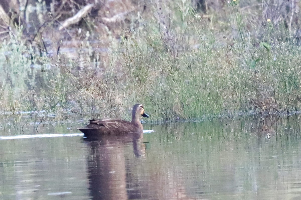 Ebird Australia Checklist Nov Waitchie Nature Conservation