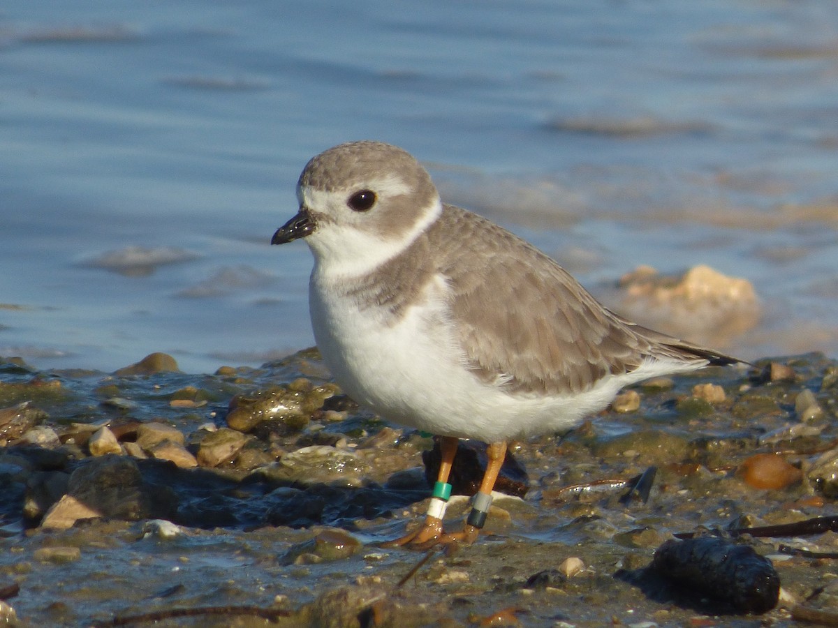 Piping Plover - Hank George