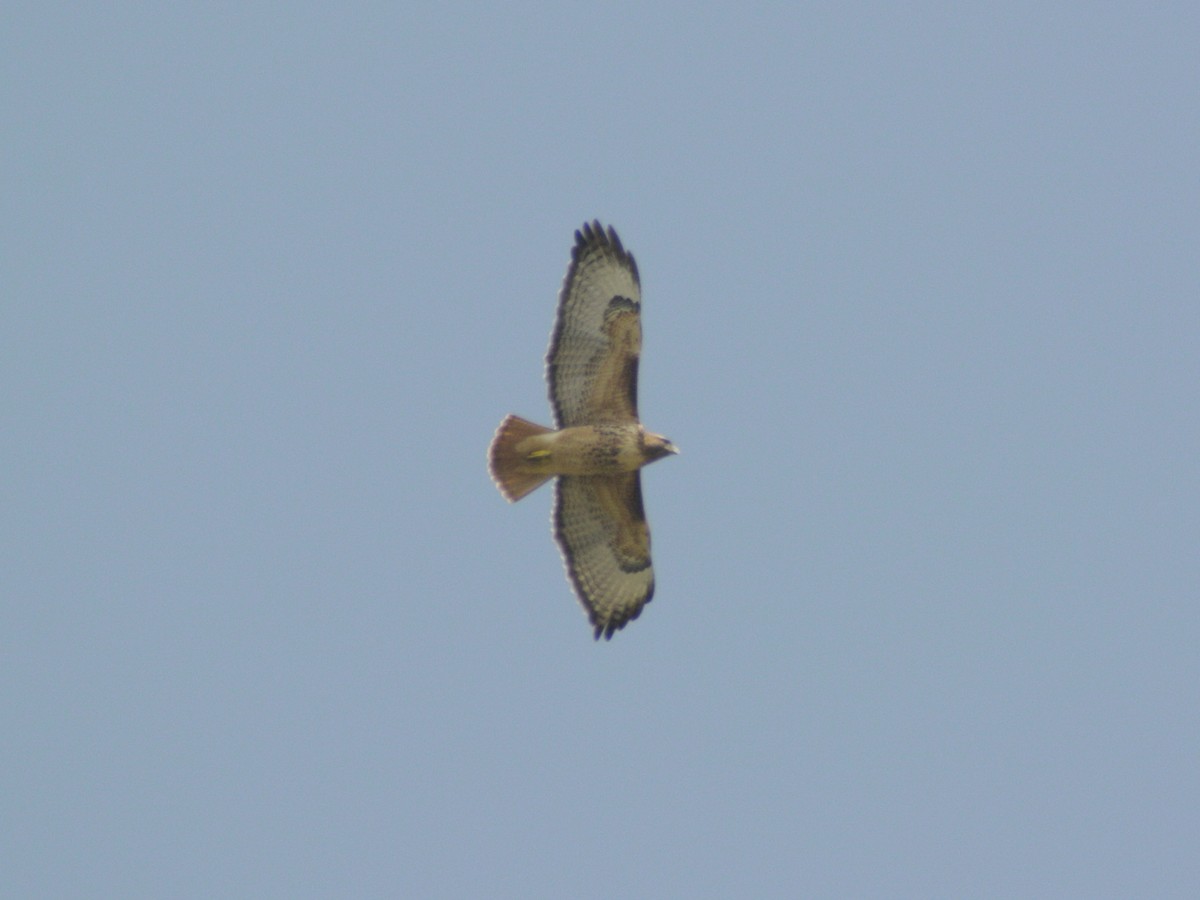 Red-tailed Hawk - ML501392271