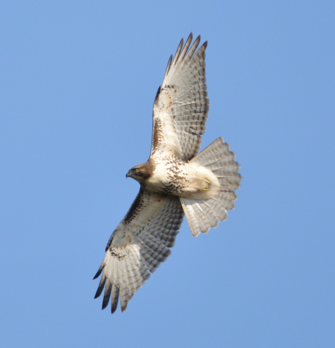 Red-tailed Hawk - ML501394621