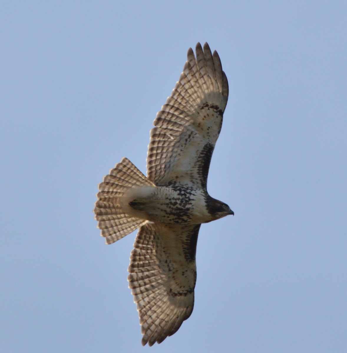 Red-tailed Hawk - ML501394631