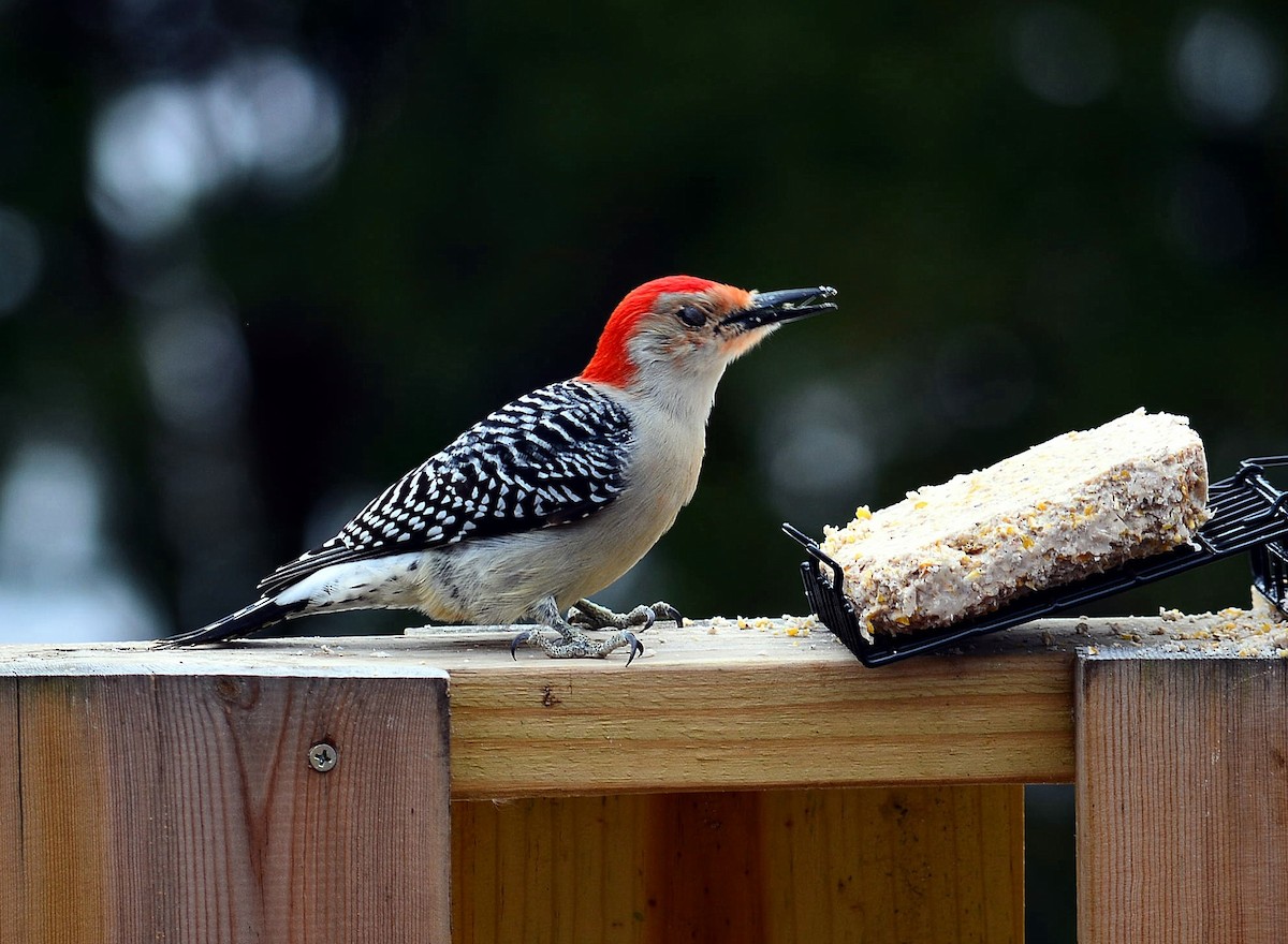Red-bellied Woodpecker - ML50139501