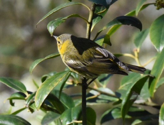 Cape May Warbler - ML50139661