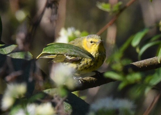 Cape May Warbler - ML50139681