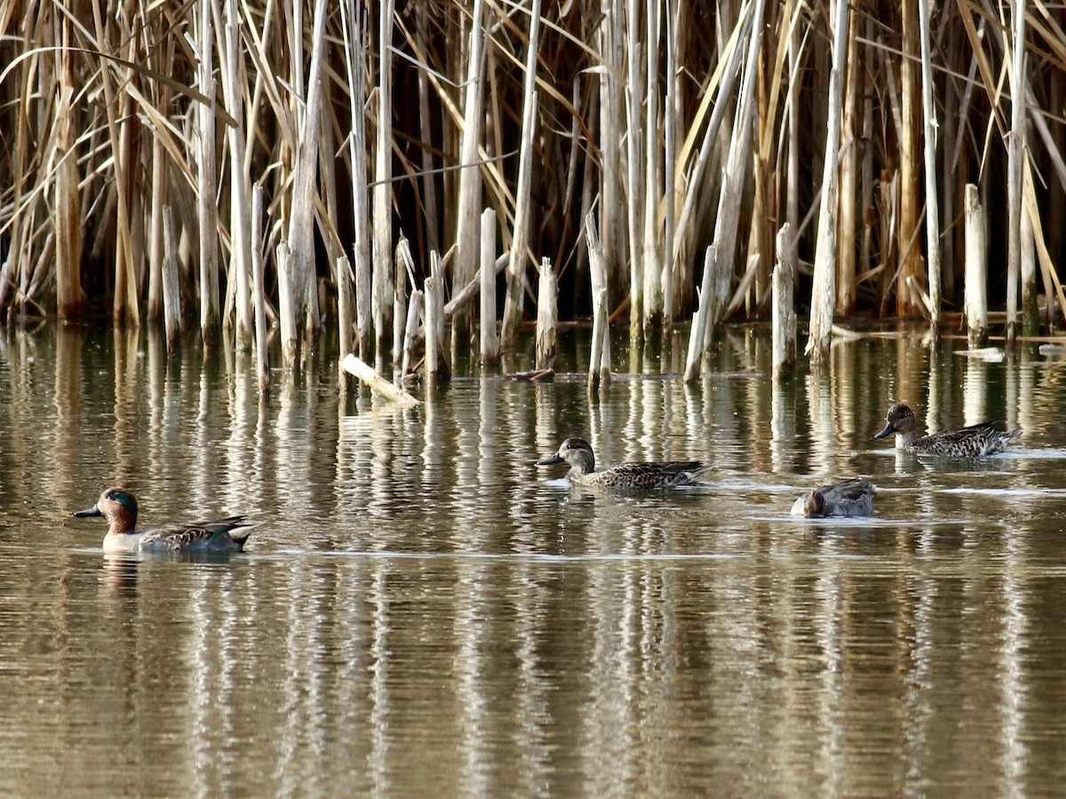 Green-winged Teal - ML501398401