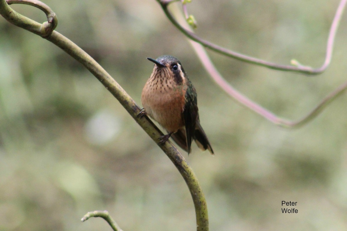 Speckled Hummingbird - Peter & Jane Wolfe