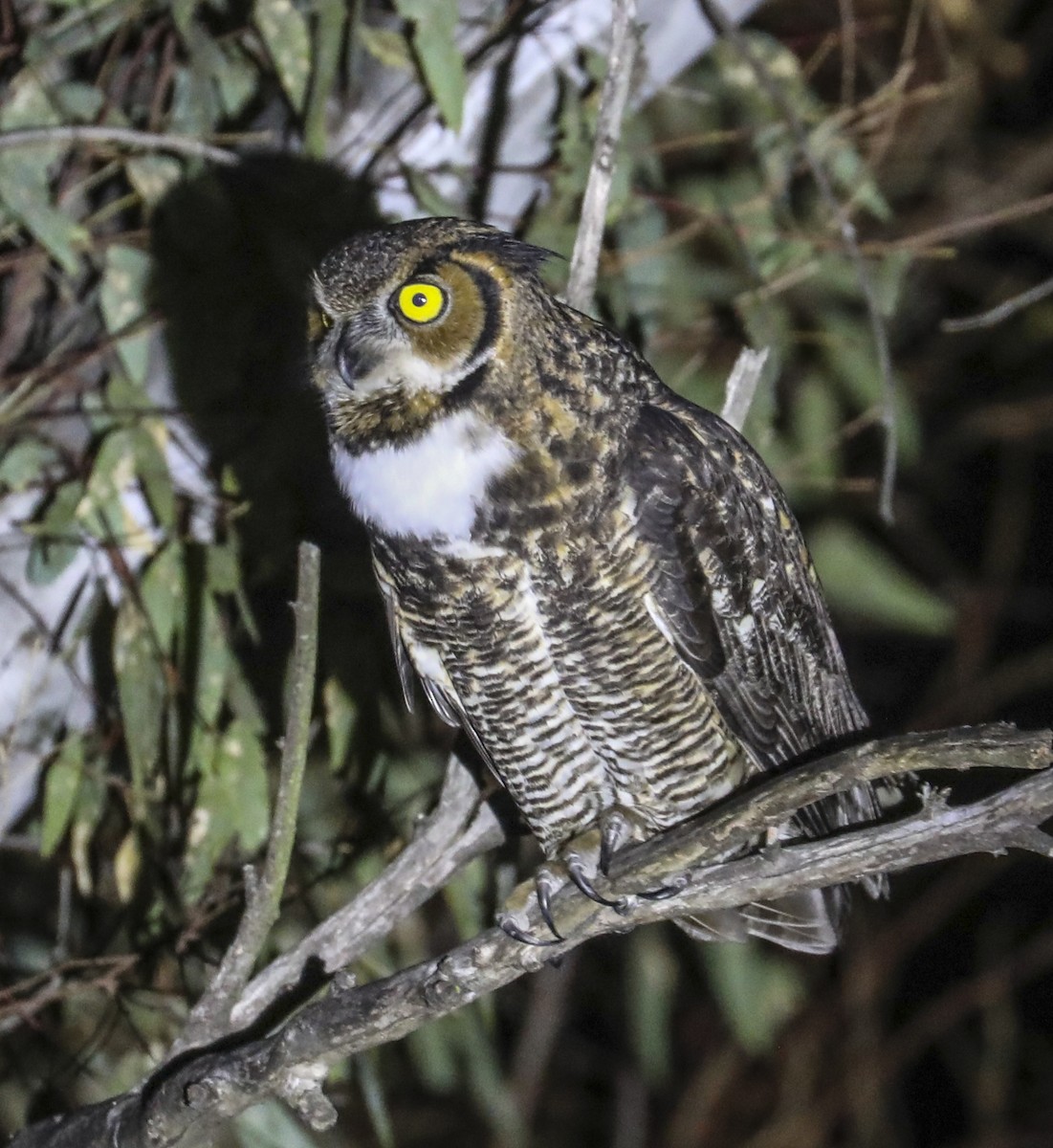 Great Horned Owl - ML501403171