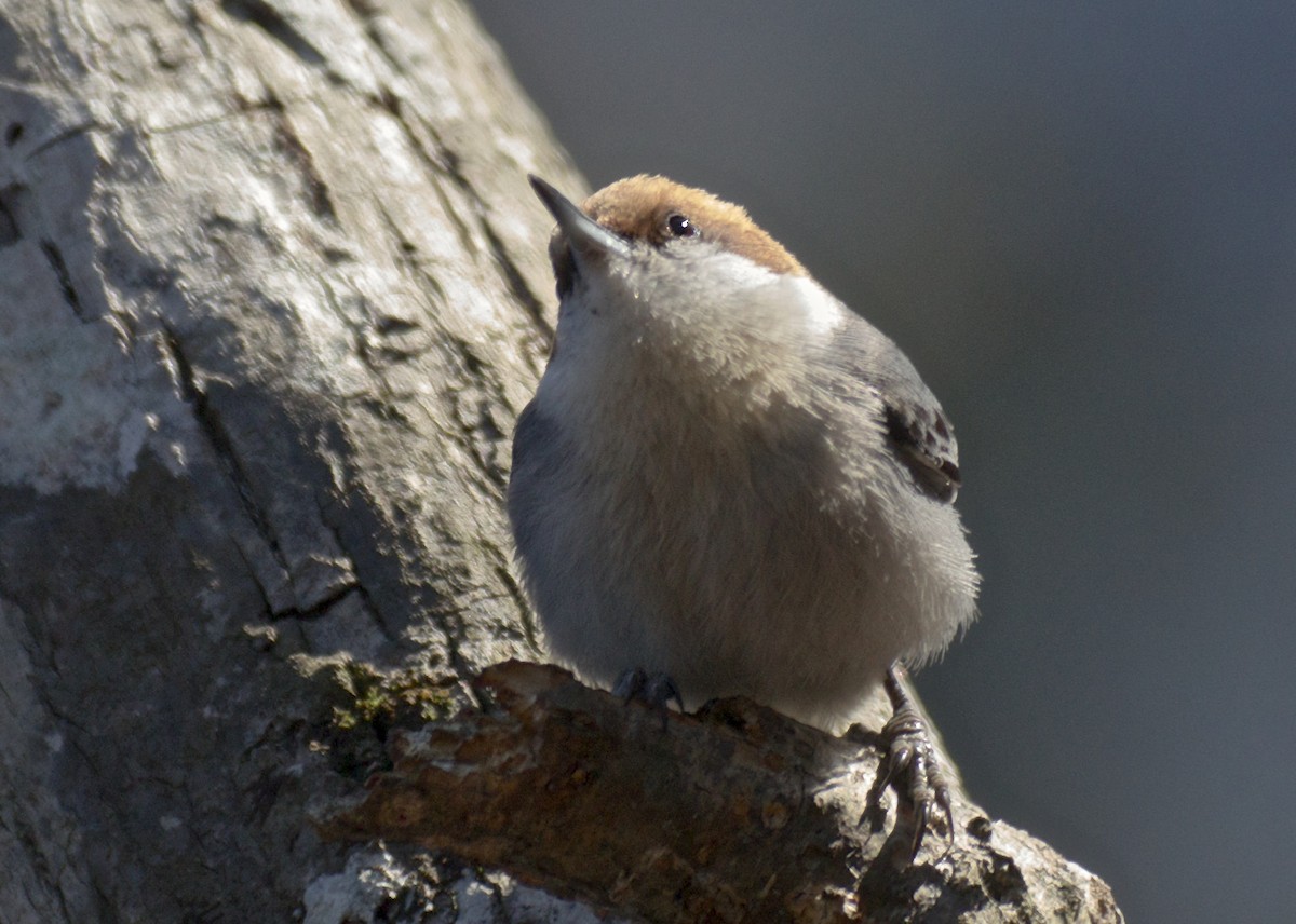 Brown-headed Nuthatch - ML50140381