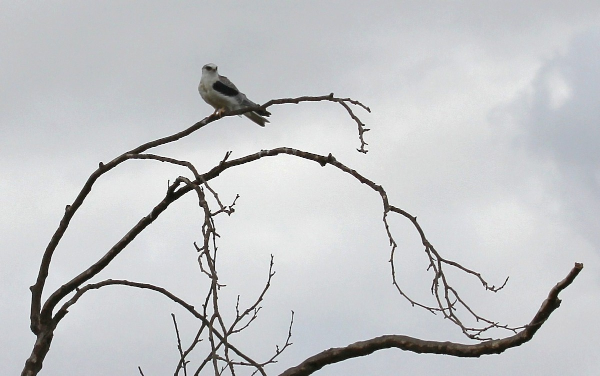 White-tailed Kite - ML50140441