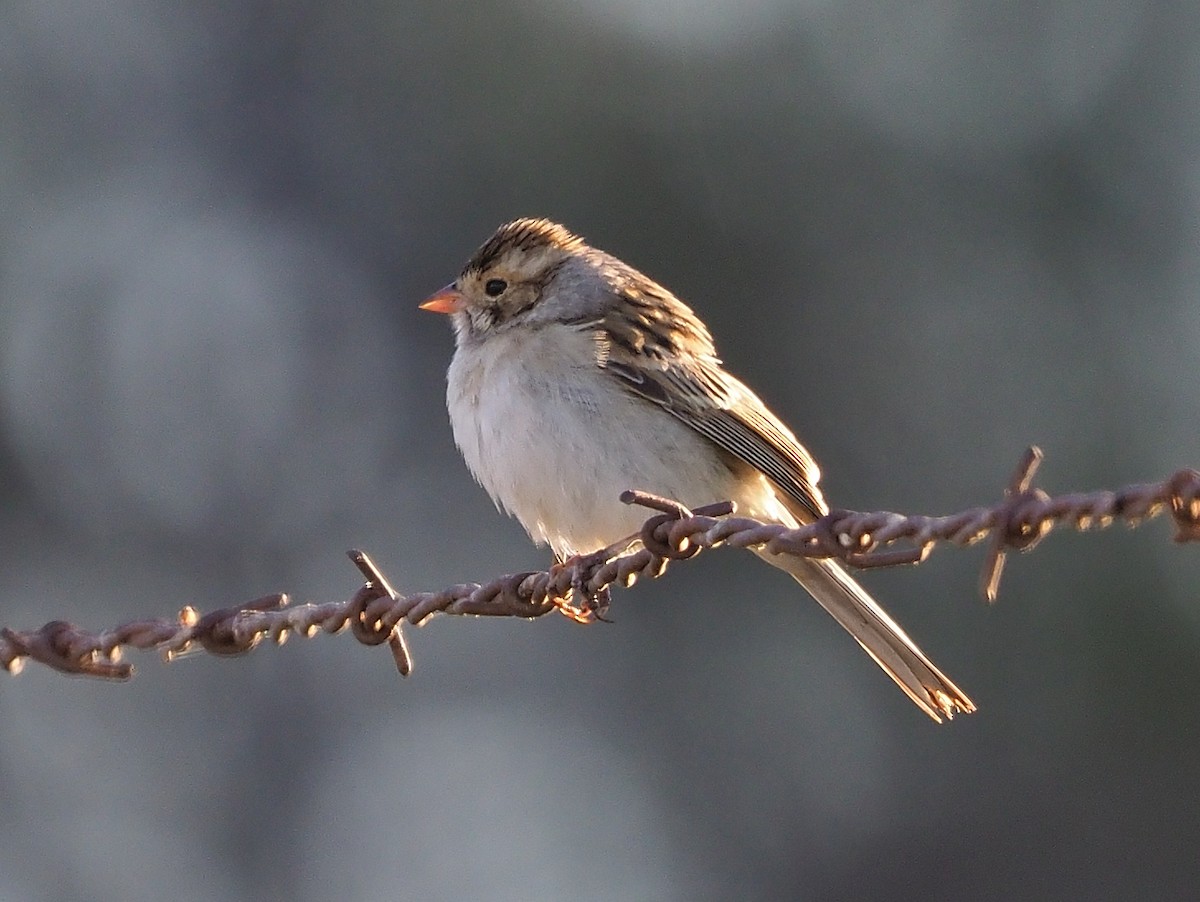 Clay-colored Sparrow - ML501410151