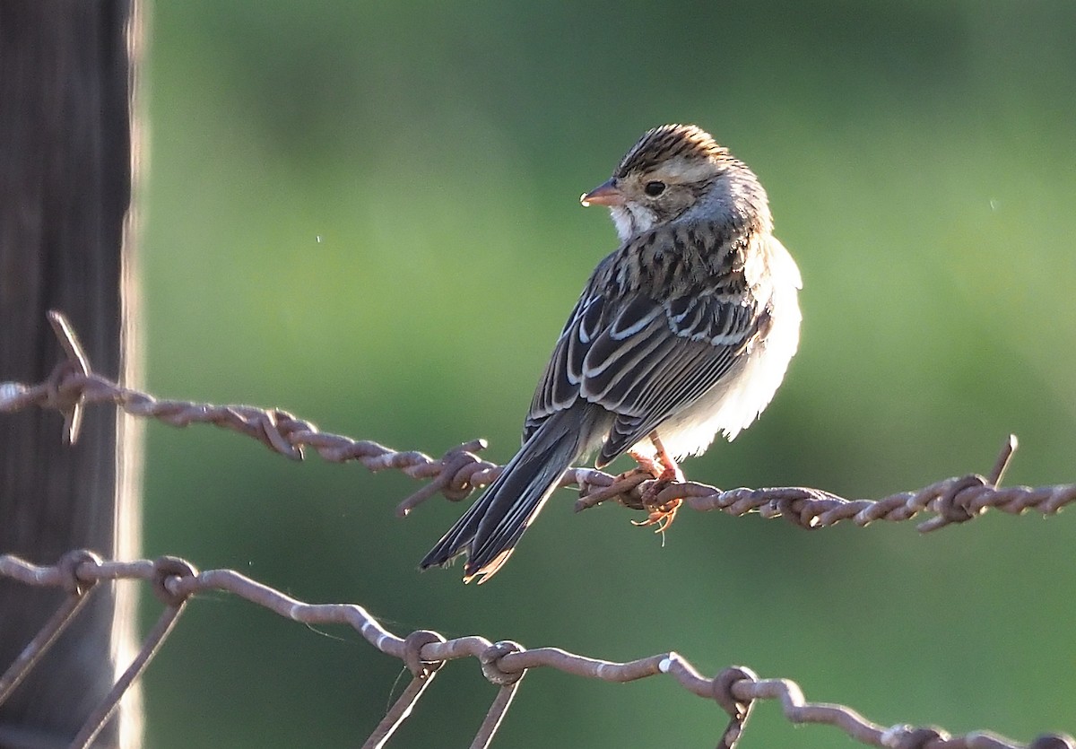 Clay-colored Sparrow - ML501410161