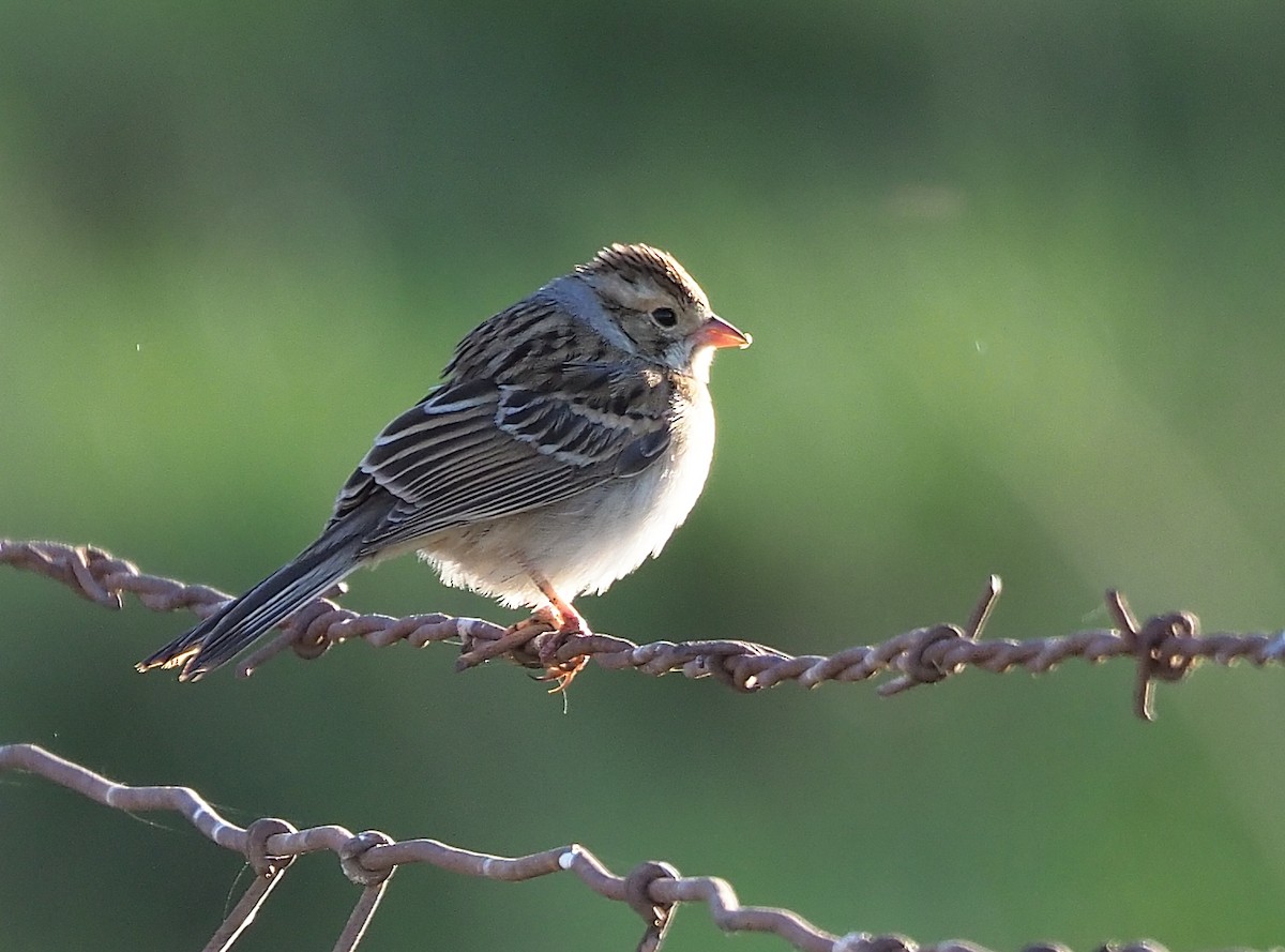 Clay-colored Sparrow - ML501410171