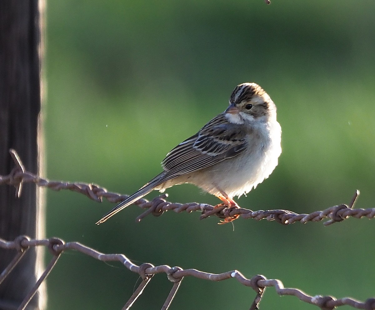 Clay-colored Sparrow - ML501410181