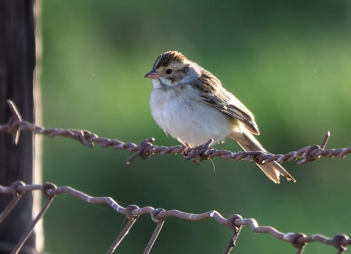 Clay-colored Sparrow - ML501410191