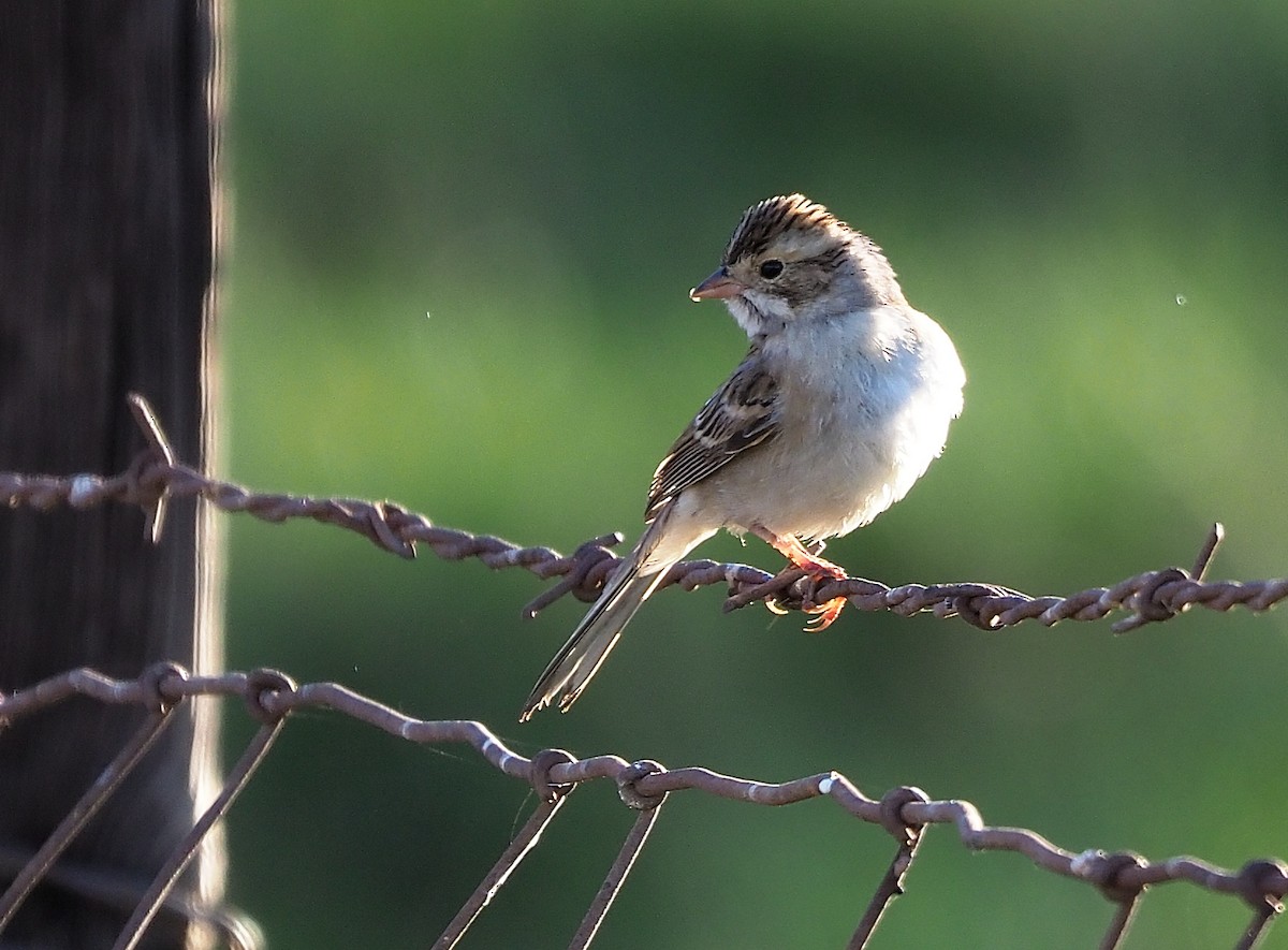Clay-colored Sparrow - ML501410201