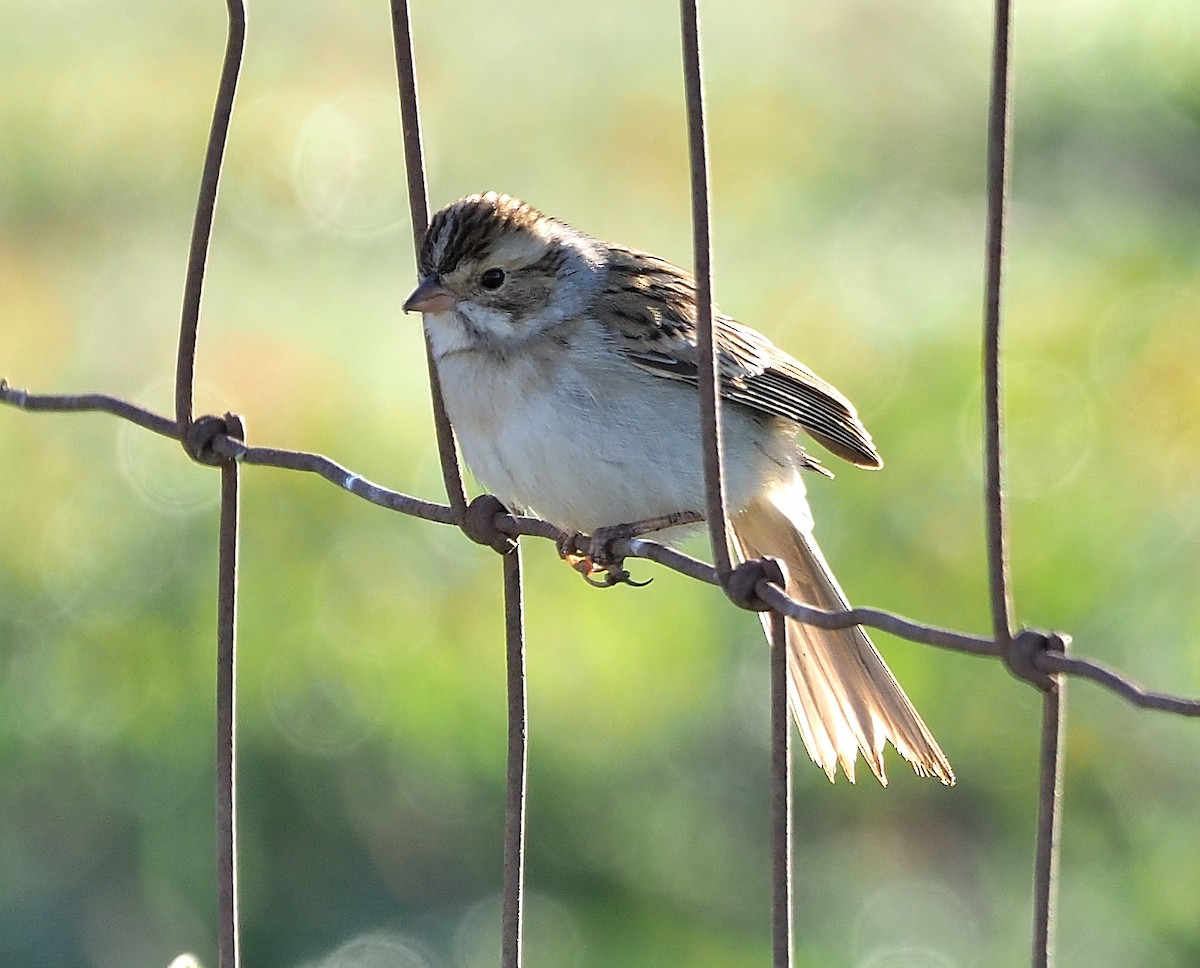 Clay-colored Sparrow - ML501410211