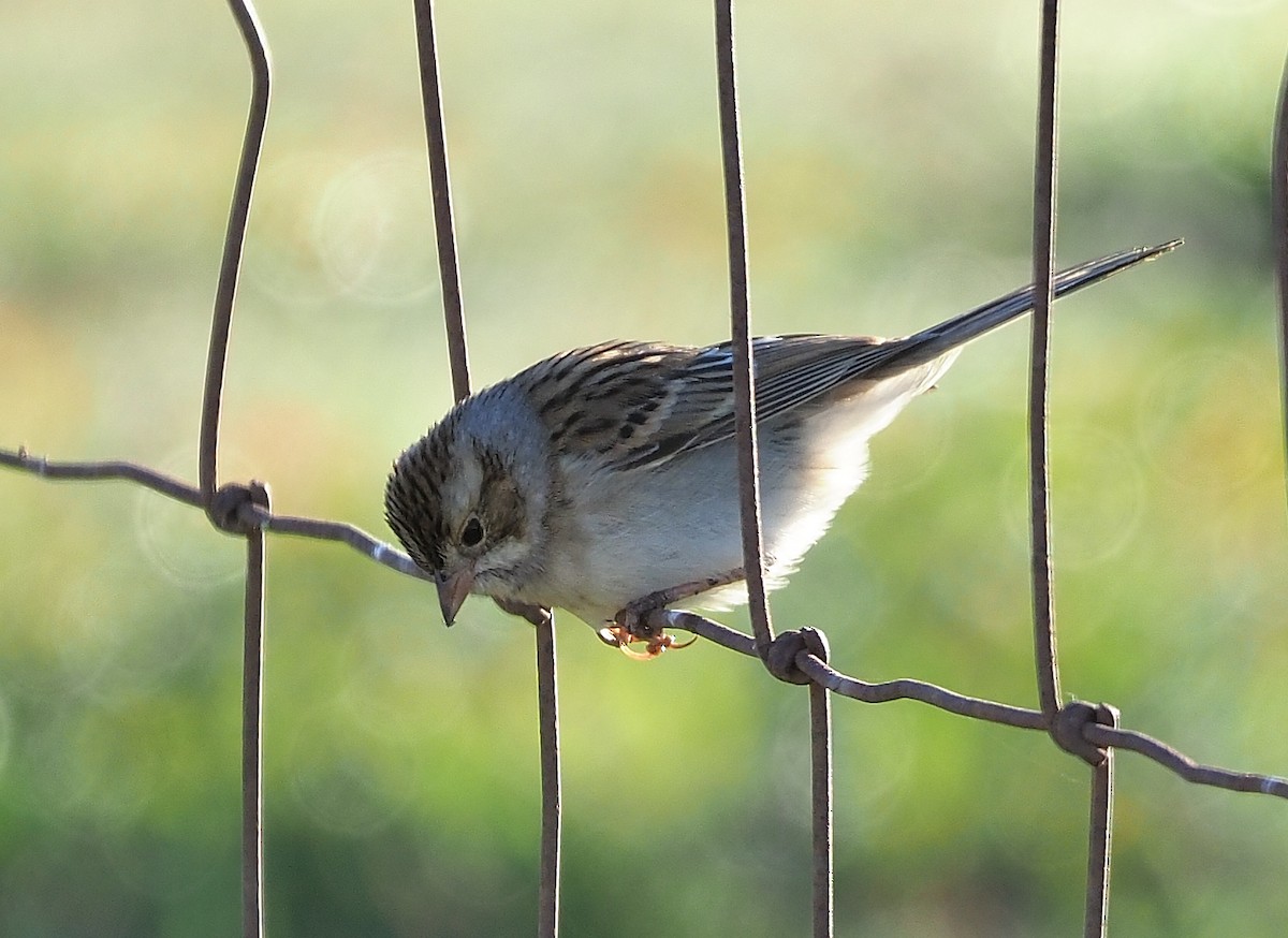Clay-colored Sparrow - ML501410221