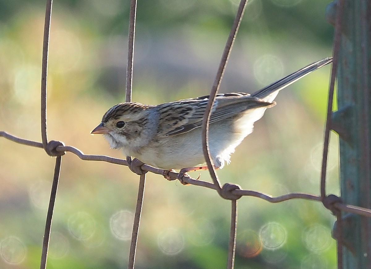 Clay-colored Sparrow - ML501410231