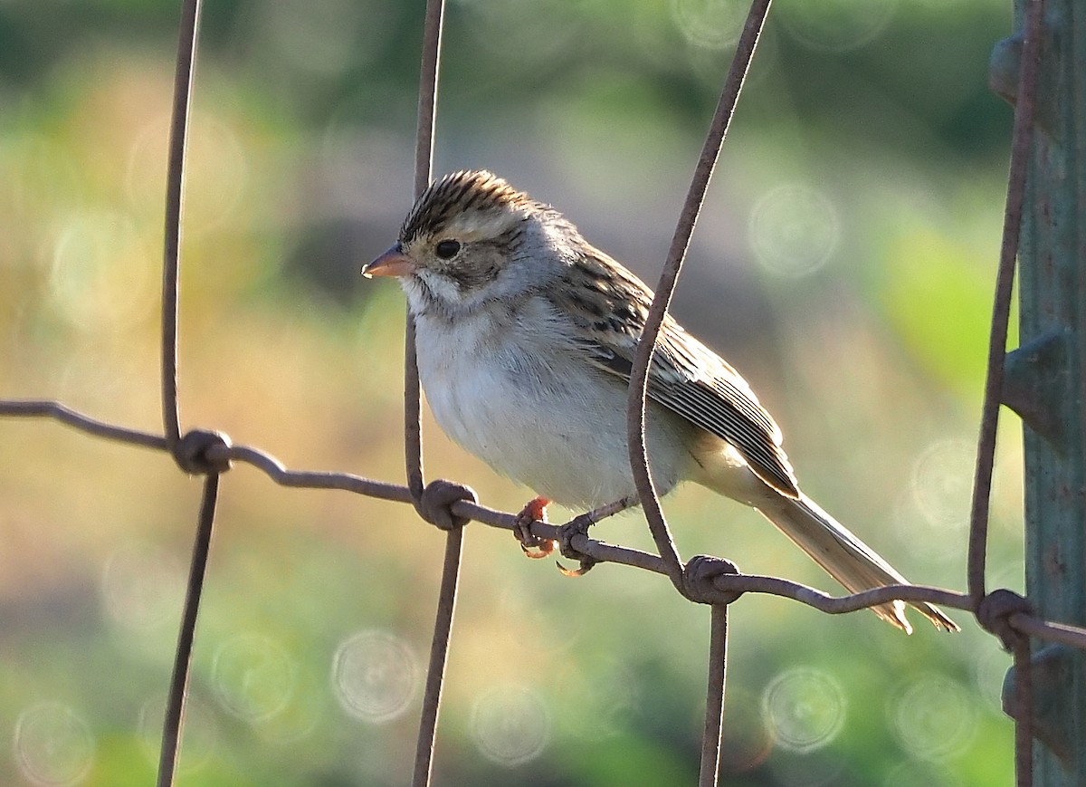 Clay-colored Sparrow - ML501410241