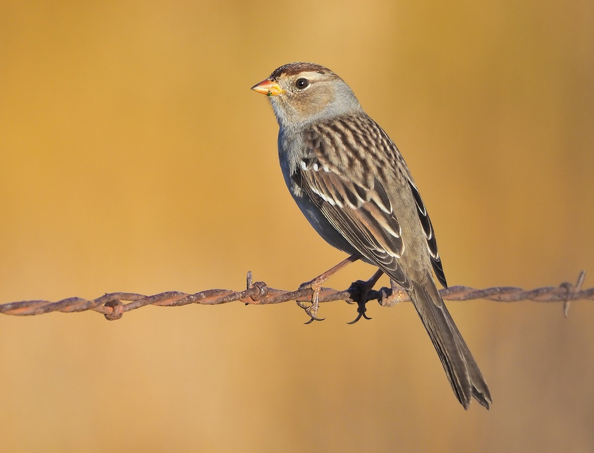 White-crowned Sparrow (Gambel's) - Aidan Brubaker