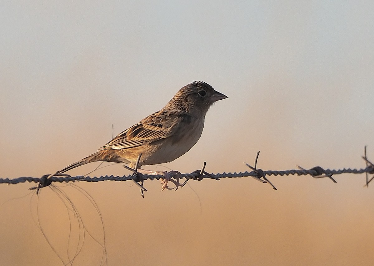 Grasshopper Sparrow - ML501411141