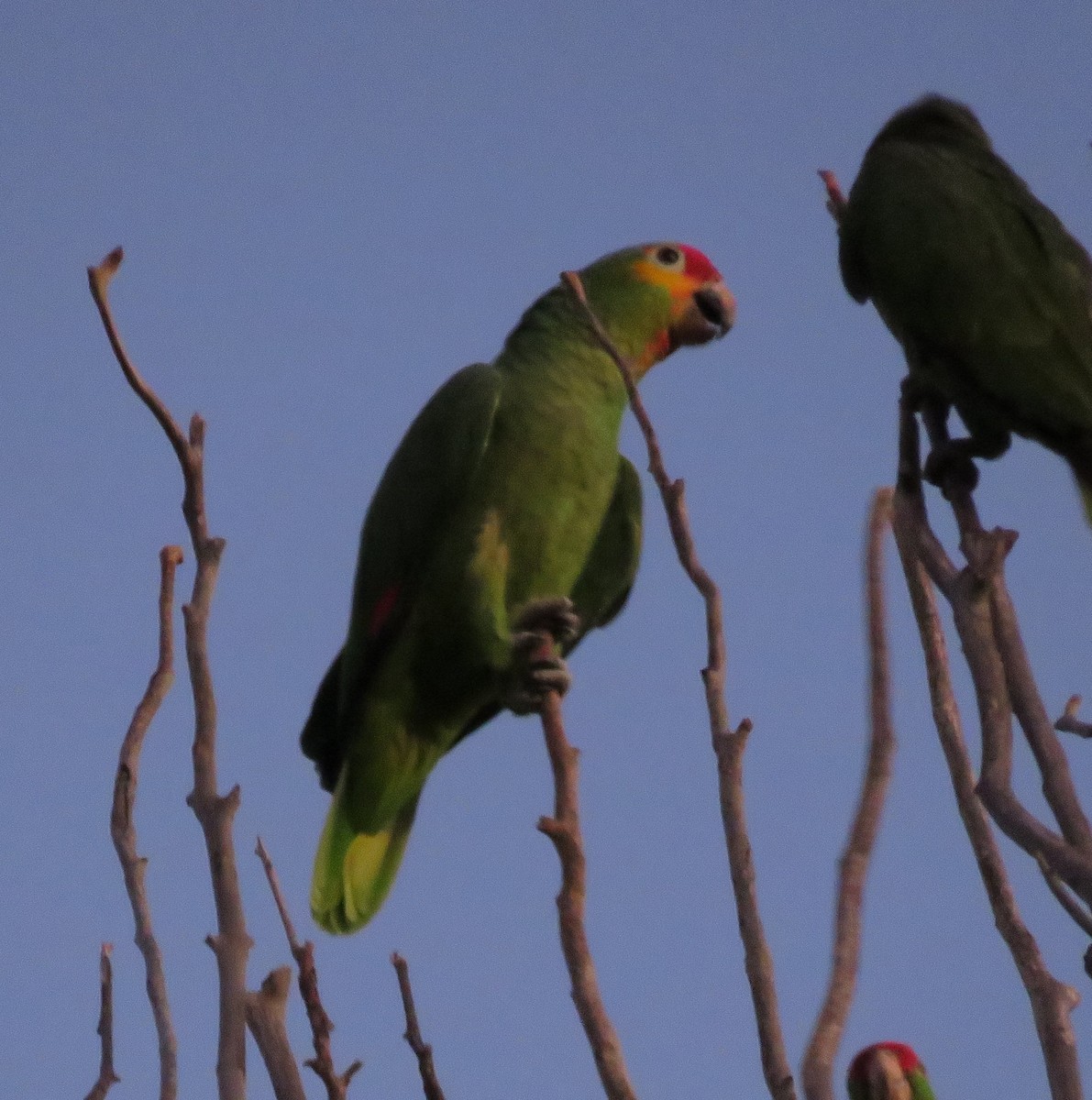 Red-lored Parrot - ML501412401