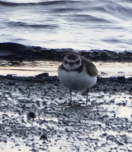 Semipalmated Plover - ML501412621