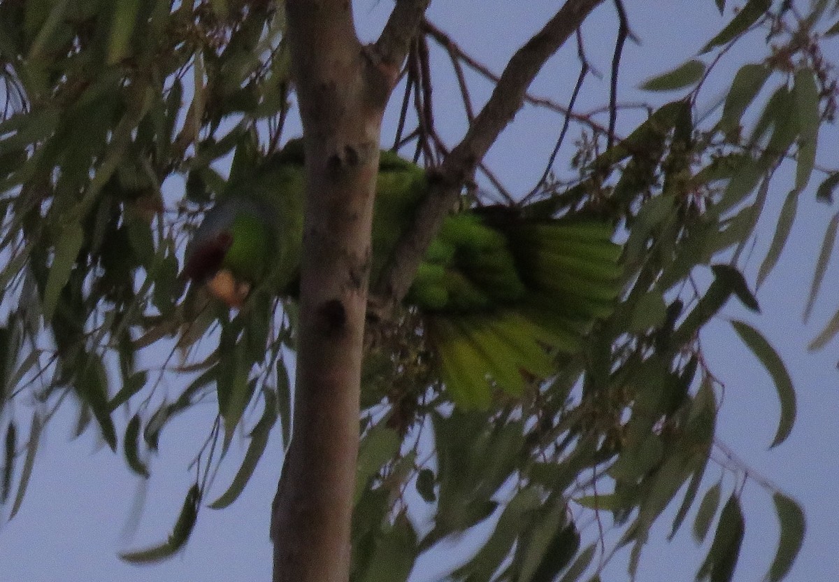 Lilac-crowned Parrot - ML501412851