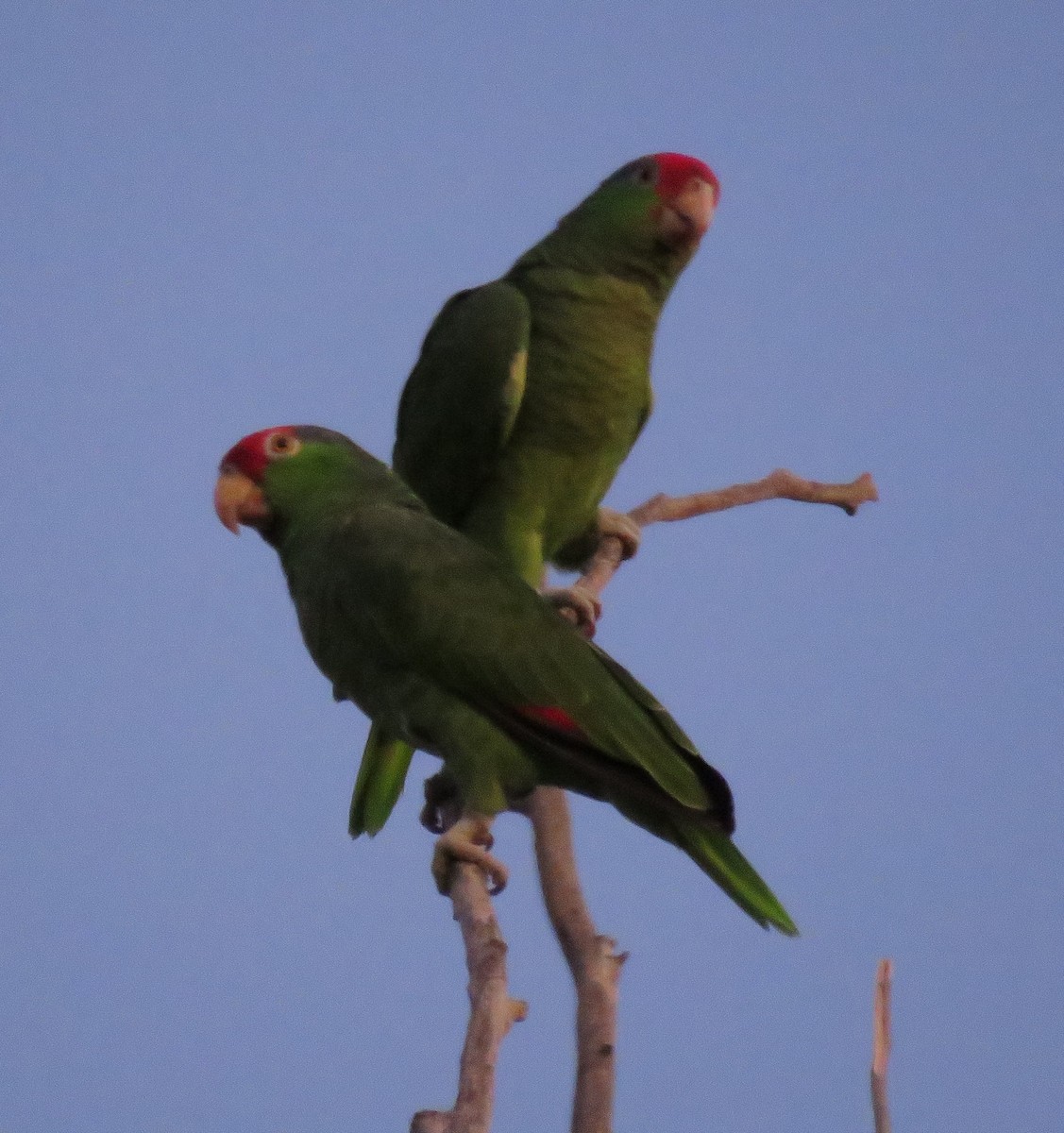 Red-crowned Parrot - ML501412961
