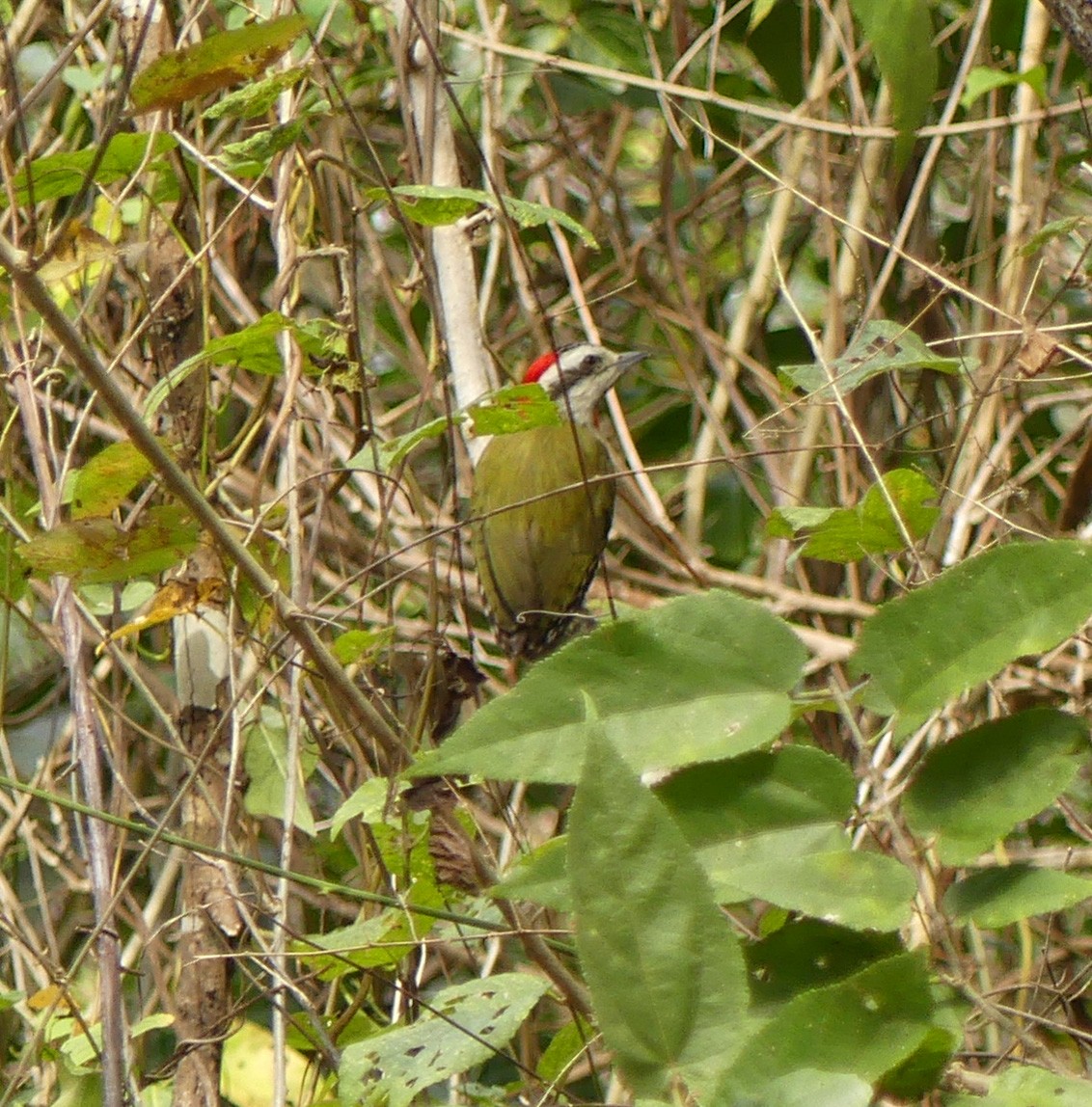 Cuban Green Woodpecker - ML50141501