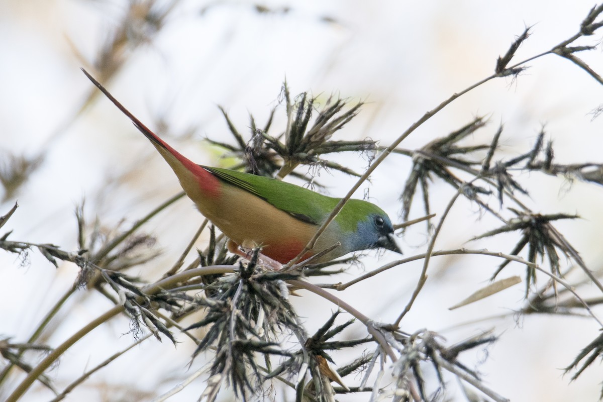 Pin-tailed Parrotfinch - ML501415451