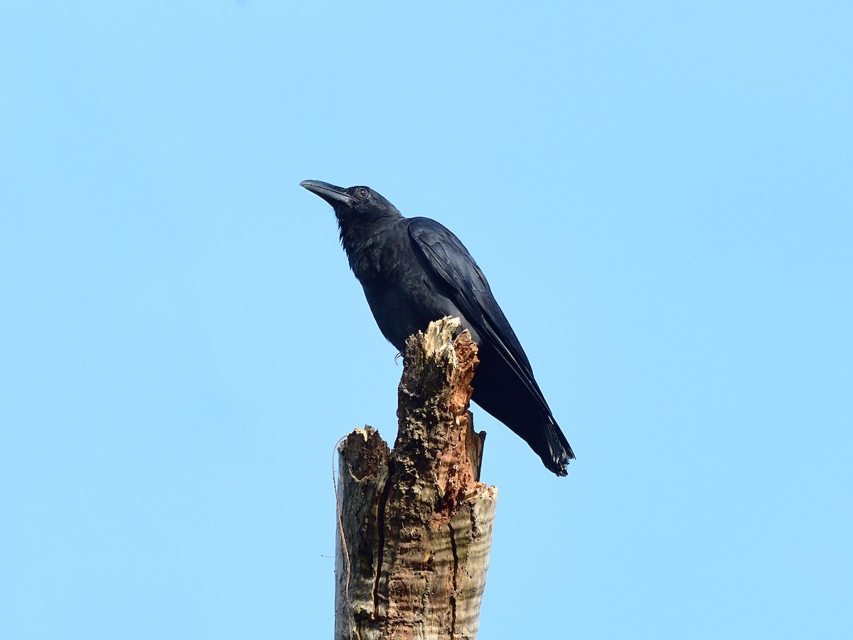 Slender-billed Crow - ML501419861