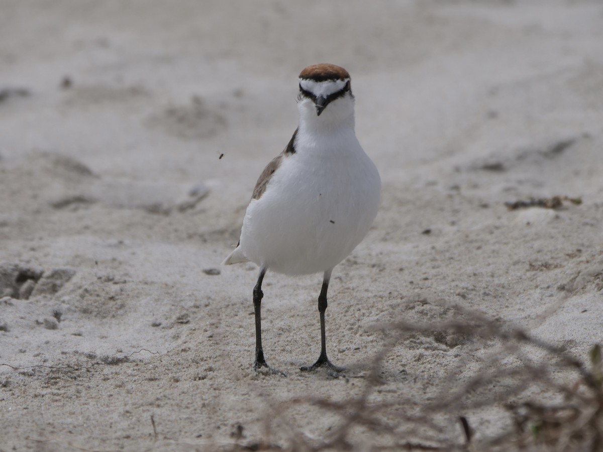 Red-capped Plover - ML501420161