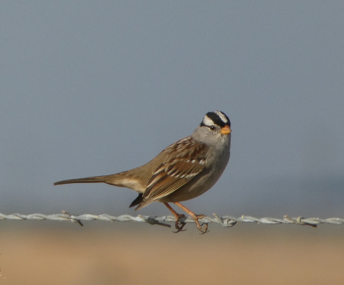 White-crowned Sparrow - ML501420521
