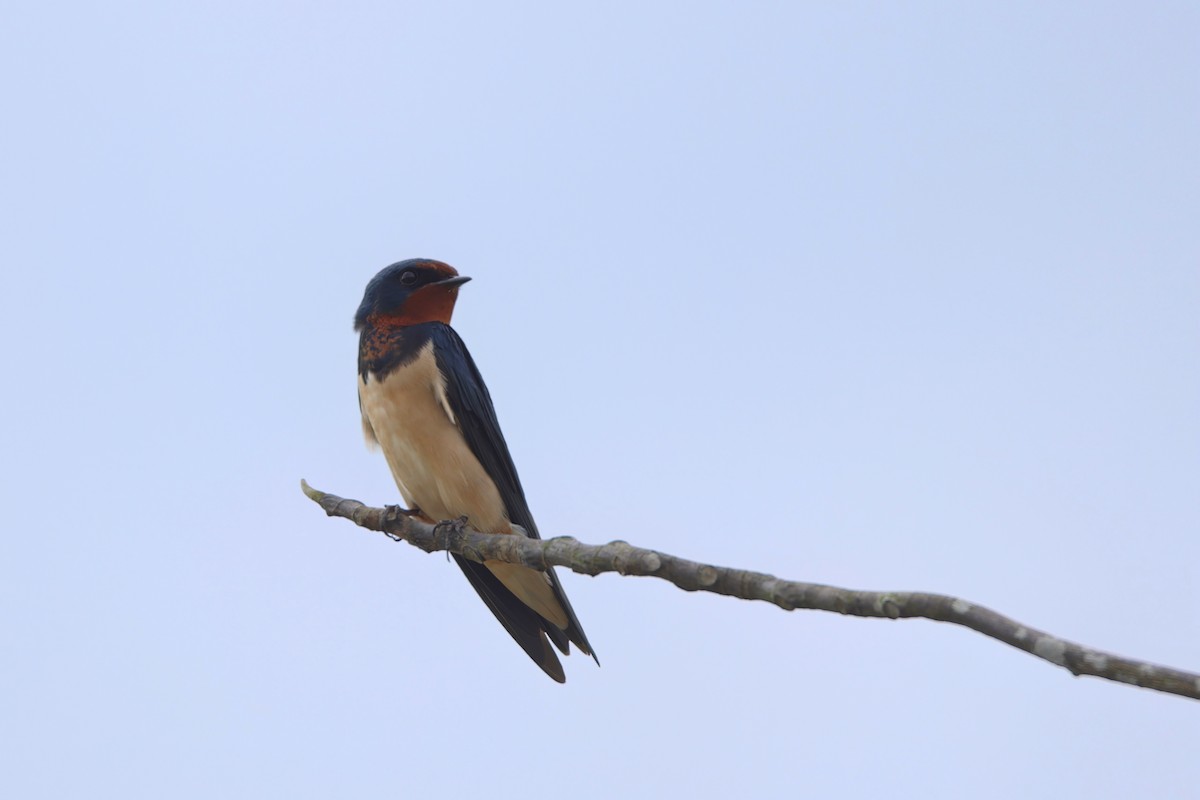 Barn Swallow (Buff-bellied) - ML501429271