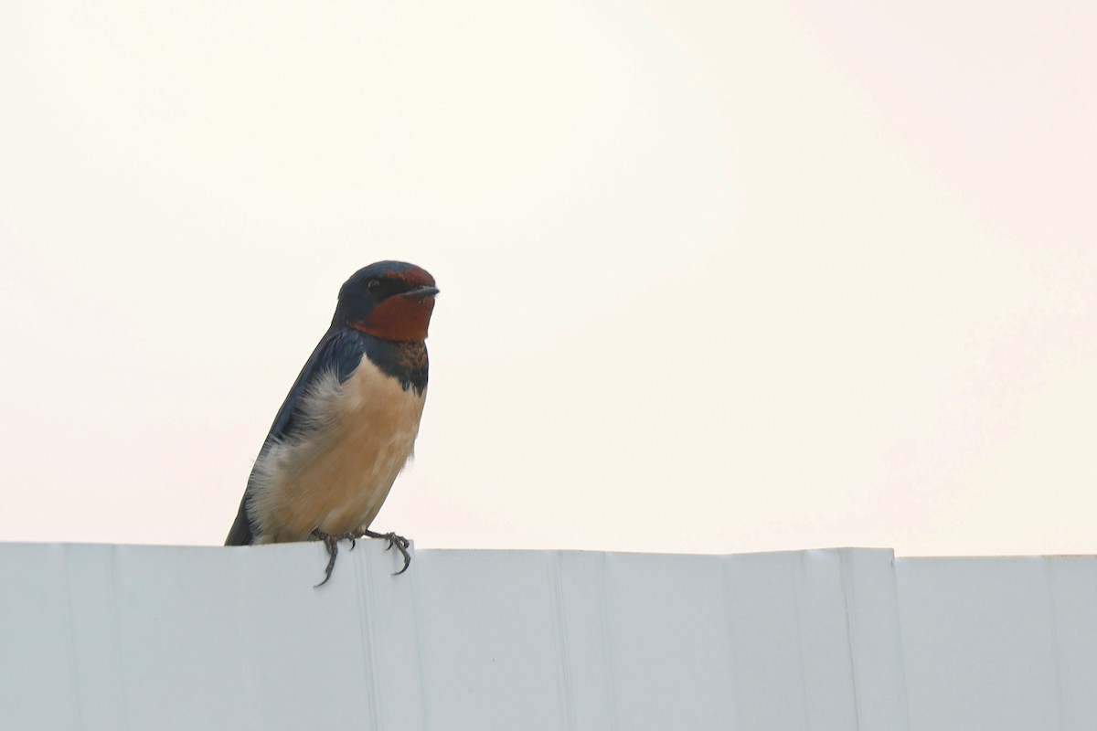 Barn Swallow (Buff-bellied) - ML501429281