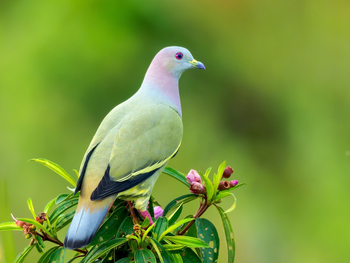 Pink-necked Green-Pigeon - Karyne Wee