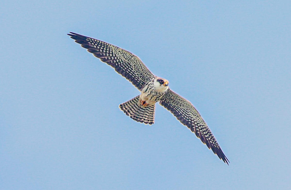 Amur Falcon - Akshat K