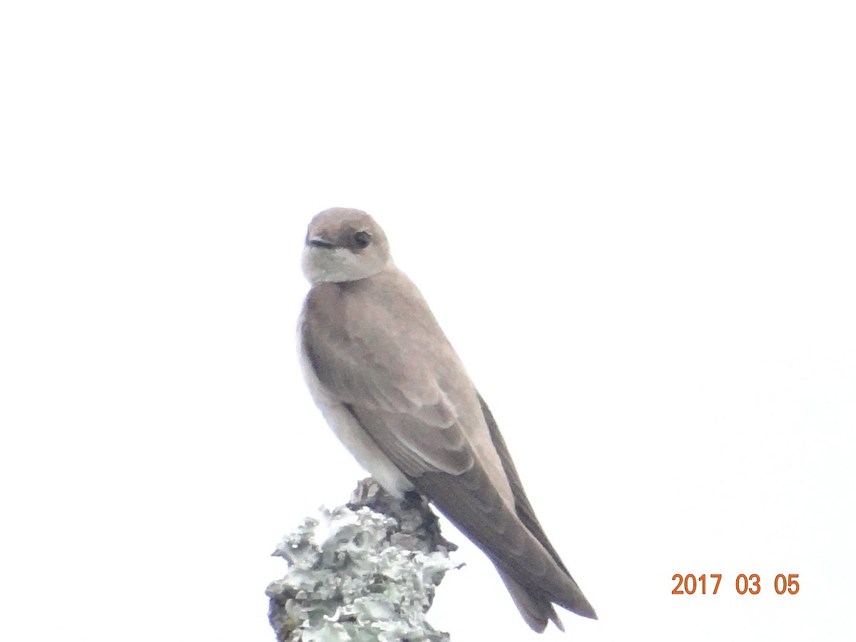 Northern Rough-winged Swallow - ML50143411