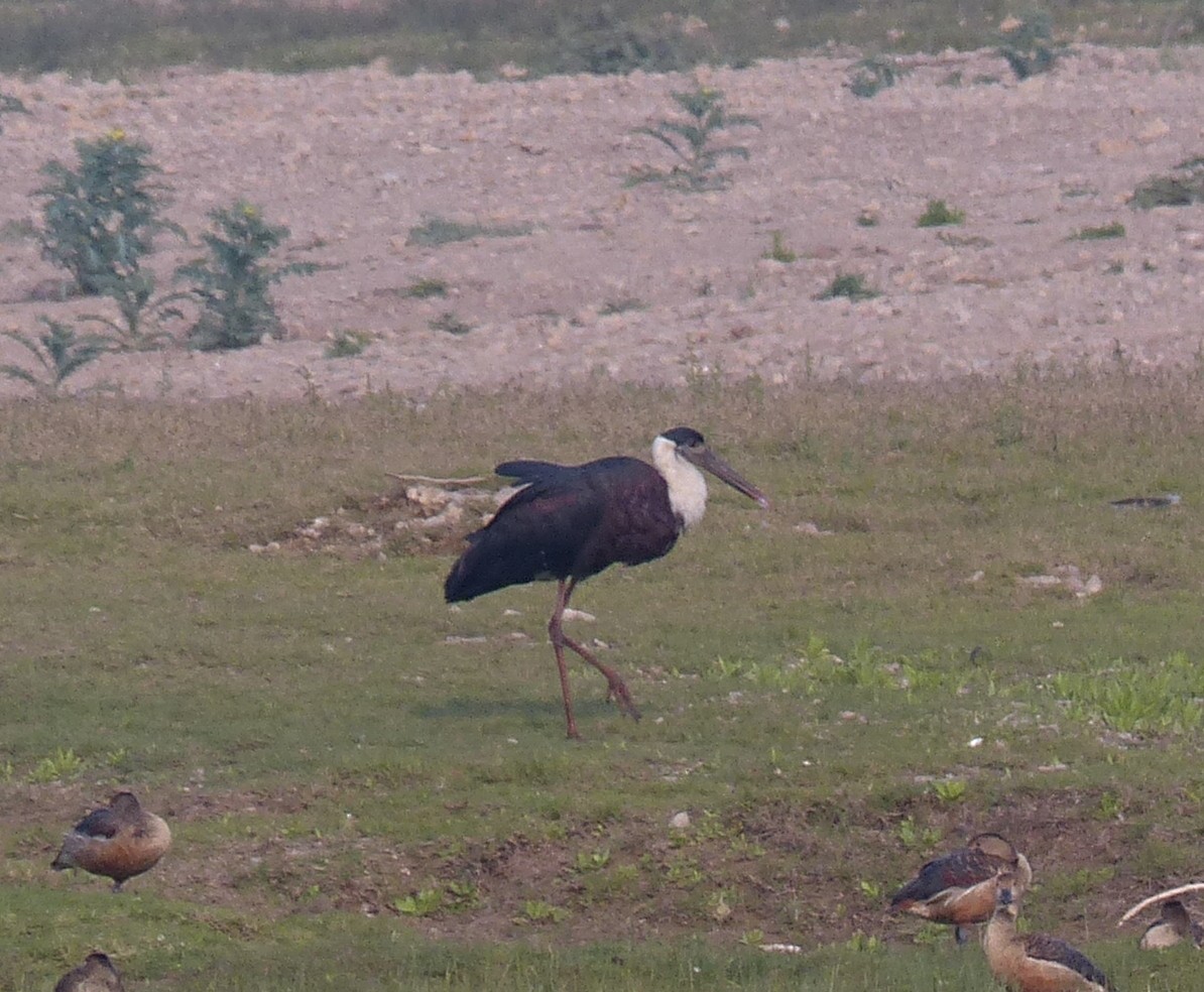 Asian Woolly-necked Stork - ML50143761
