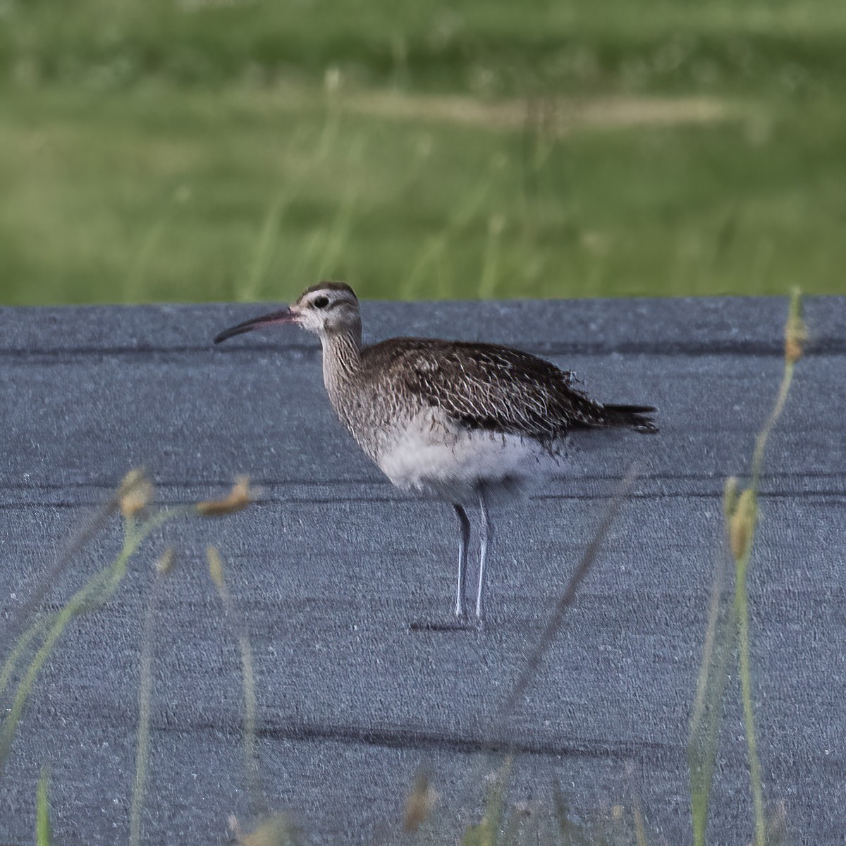 Little Curlew - ML501439281