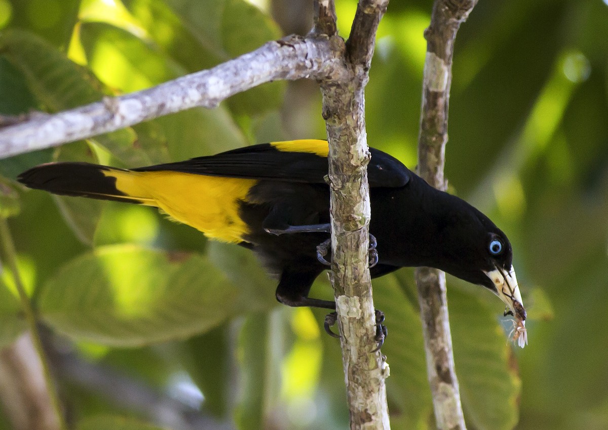 Yellow-rumped Cacique - ML50143951