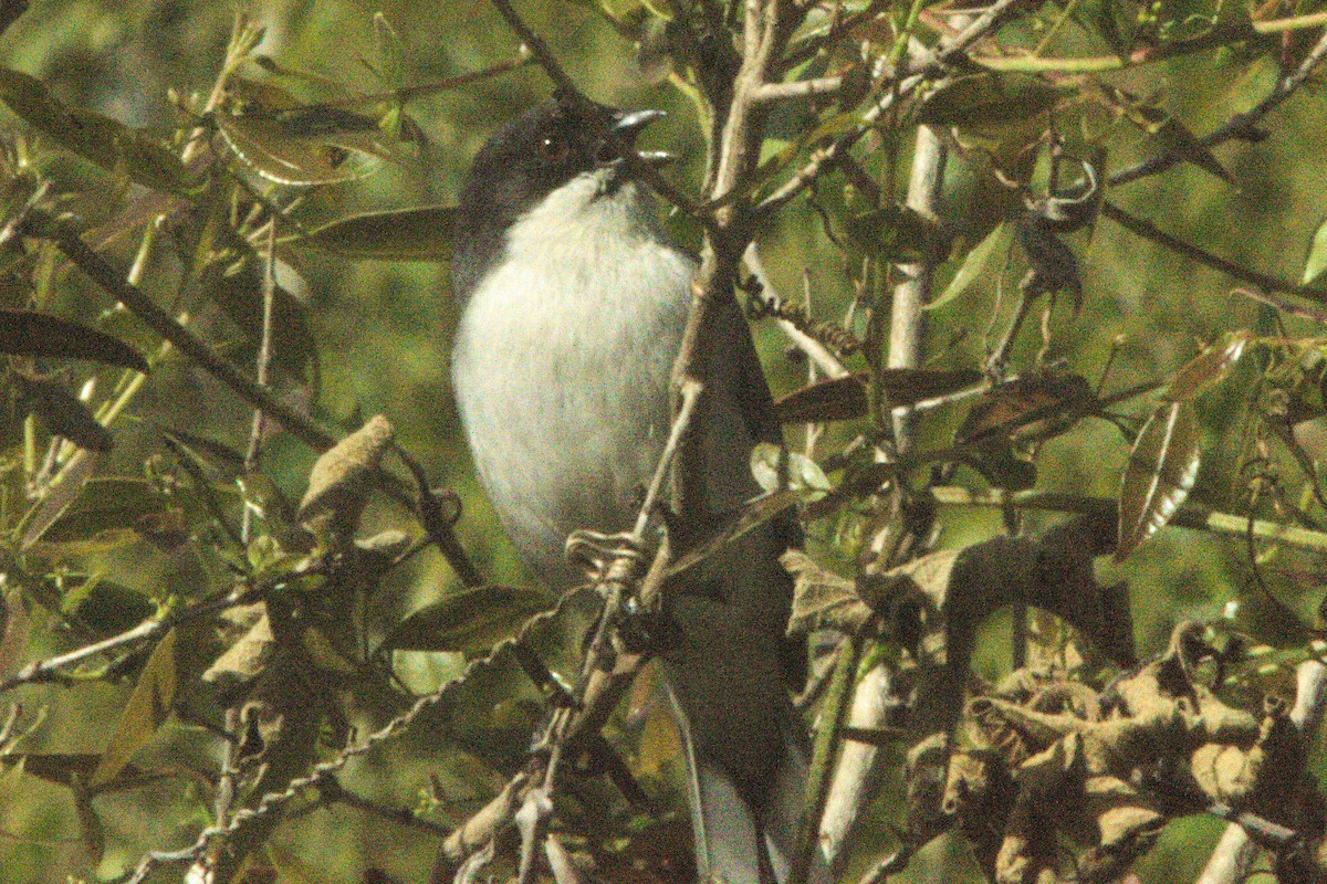 Black-capped Warbling Finch - ML501450171