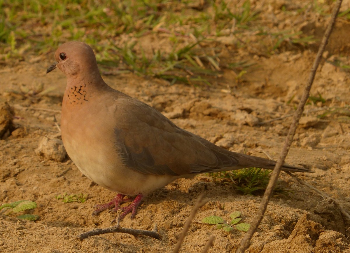 Laughing Dove - ML50145411