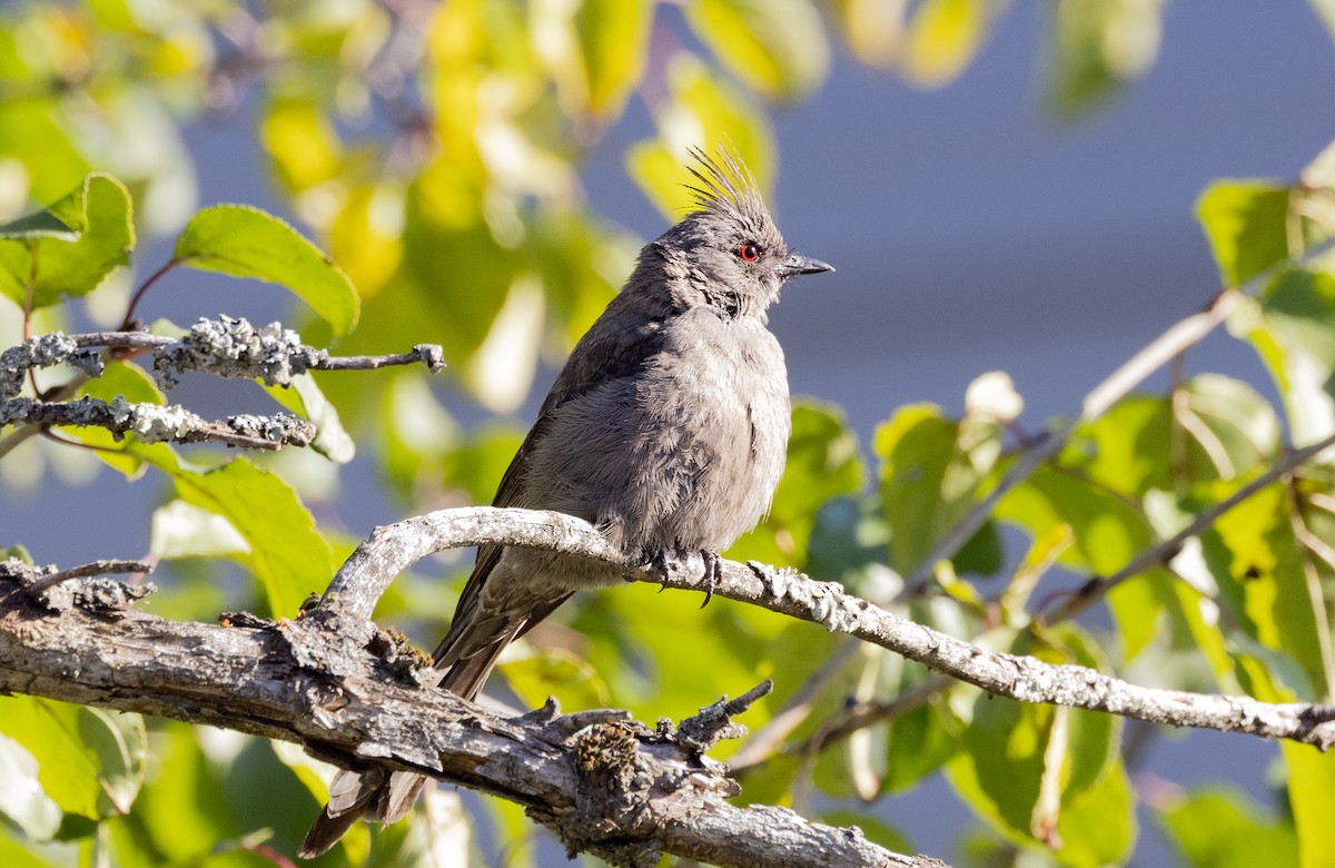 Phainopepla - Laura Erickson